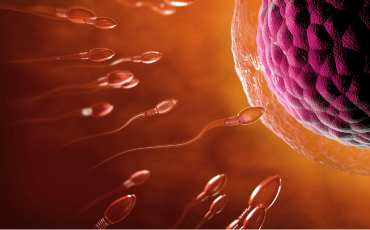 best male fertility supplements