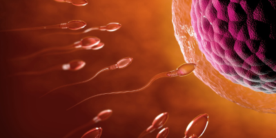 best male fertility supplements