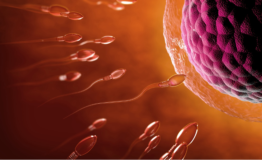 best male fertility supplements