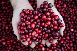 cranberry extract